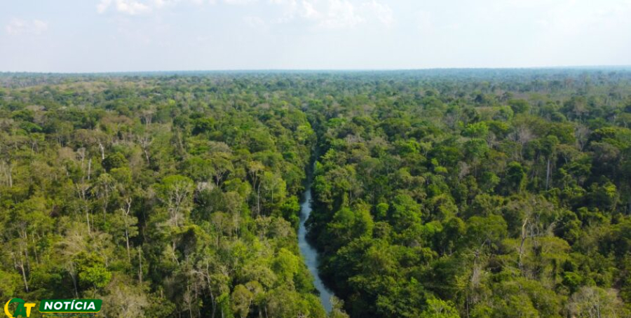 Sustentabilidade: Fazenda de Feliz Natal Transforma Reserva Legal em Ativos de Carbono para Multinacional Francesa